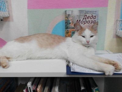 На место кота Степана в библиотеку Городни пришел новый хвостатый стажёр - новости ТИА