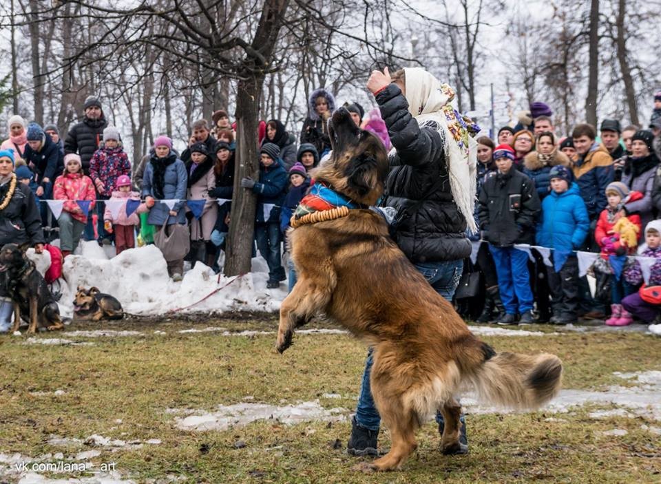 Redkaya Poroda Sobak V Tveri Leonberger Carina Tancuet Vmeste So Svoej Hozyajkoj Ninoj Nikolaevoj