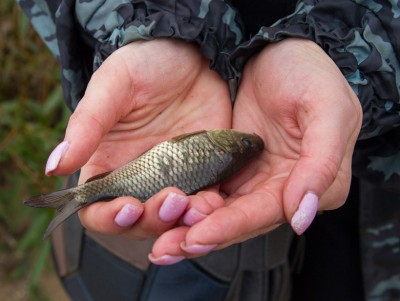 В водоёмы Тверской области выпустят более 5 миллиона мальков разных рыб - Новости ТИА