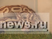 Змея – лучший друг человека: ветеринары рекомендуют - Новости ТИА