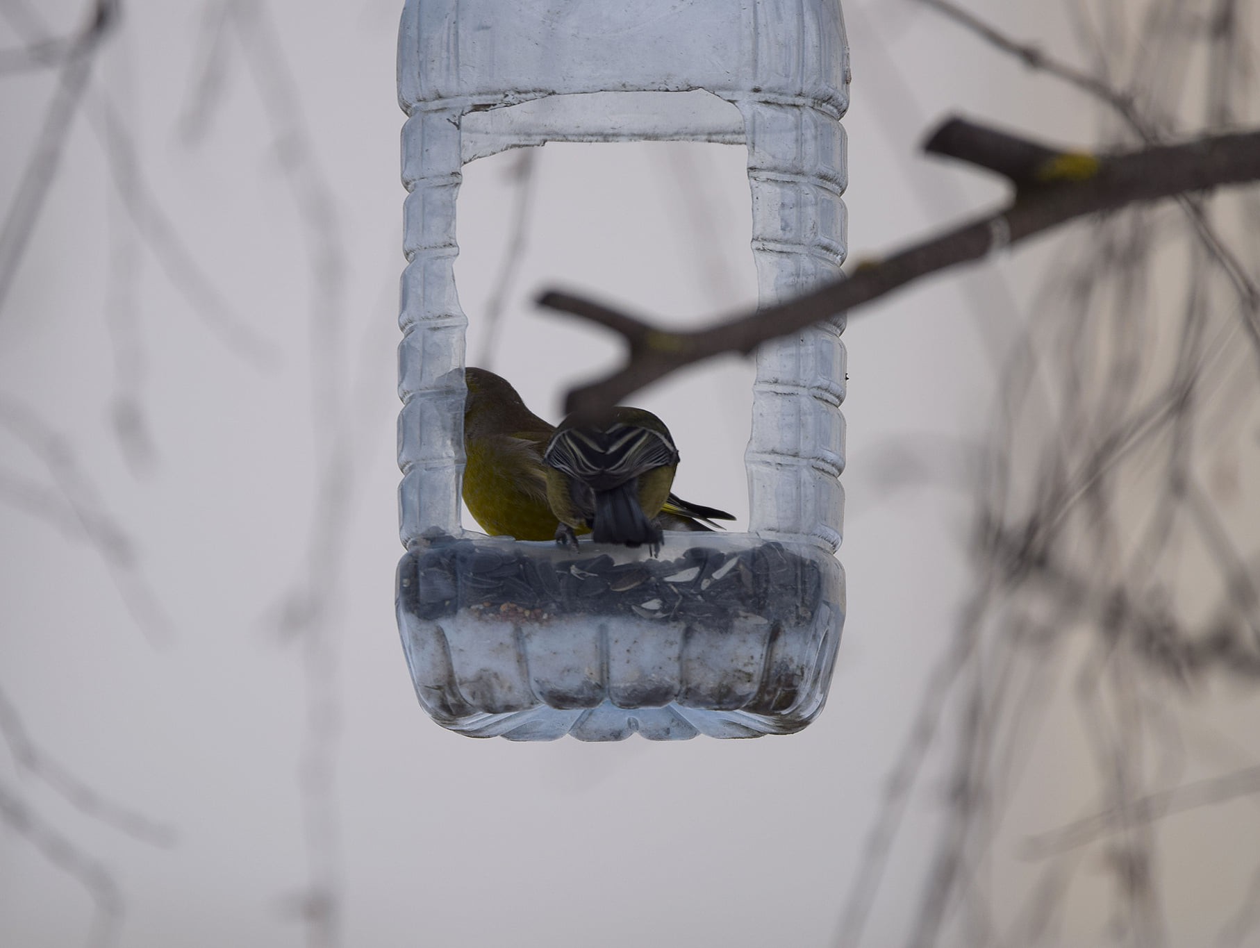 Сделать кормушку из бутылки для птиц своими руками (41 фото)