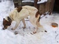 Тверские зоозащитники пытаются спасти замученного хозяйкой пса - новости ТИА