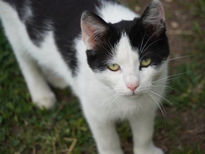 На территории скотомогильника в Тверской области нашли бешеного кота  - новости ТИА