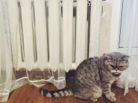 Отопление подано в 2 000 домов Твери  - Новости ТИА