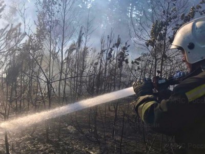 Под Тверью сотрудники МЧС потушили лесной пожар - новости ТИА
