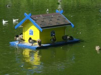 Во Ржеве на пруду установили дизайнерские домики для уток - новости ТИА