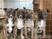 29 вольеров, тёплые будки и сторожка: в Твери объявили конкурс на строительство приюта для собак - Новости ТИА
