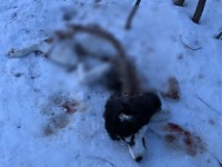 Под Тверью хозяева находят обглоданные трупы собак - Новости ТИА