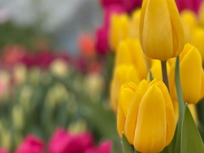 27 февраля в Твери начнёт работать выставка тюльпанов  - новости ТИА