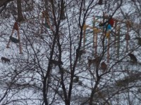 В Твери стая собак окружила двух девочек на детской площадке - Новости ТИА