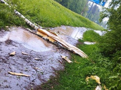 Жители тверского посёлка рассказали о молнии, ударившей в дерево - Новости ТИА