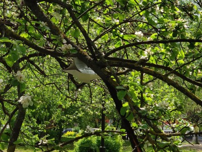 В Твери в Парке Победы на деревьях развесили ловушки  - новости ТИА