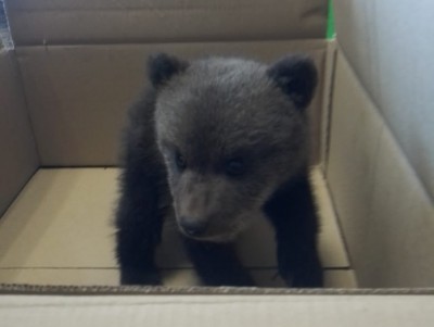 В Тверской области спасли трёхмесячного медвежонка - новости ТИА