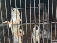 Тверские полицейские организовали для школьников экскурсию в приют для бездомных животных  - новости ТИА
