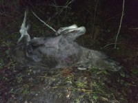 В Тверской области за убийство двух лосей задержали браконьера - новости ТИА