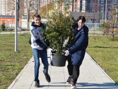 В сквере на улице Можайского высаживают деревья и кустарники - Новости ТИА
