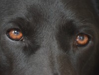 Живодёр из Старицы, зверски убивший собаку, получил всего лишь 200 часов обязательных работ - Новости ТИА