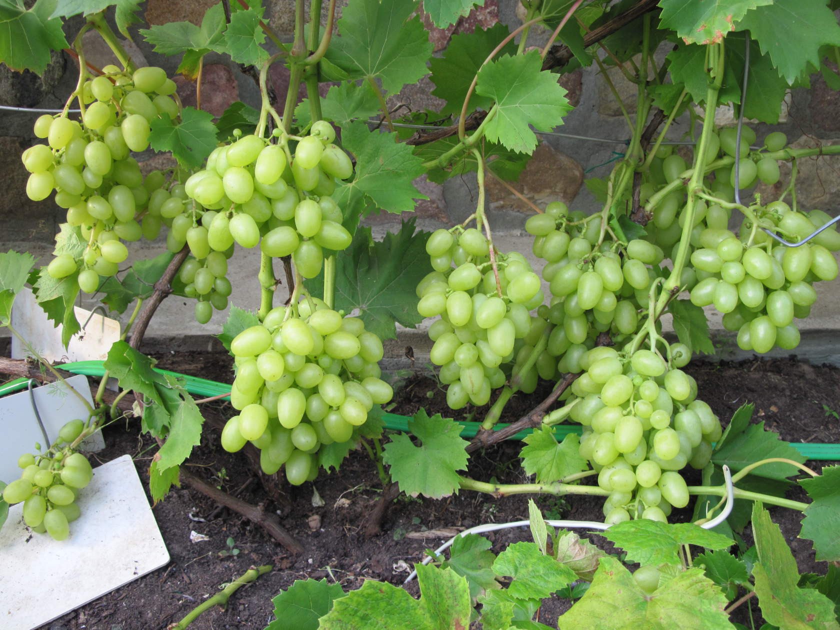 Как вырастить виноград в тверской области