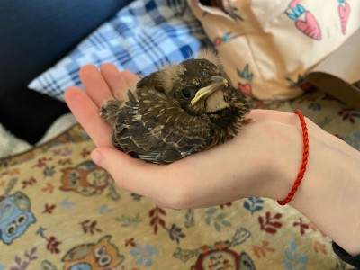Будущий птичий доктор спасает раненых пернатых, птенцов и даже летучую мышь - Новости ТИА