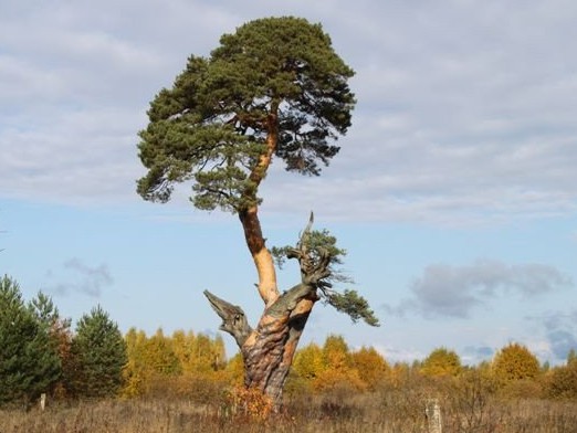 <strong>Автор: ТИА</strong><p></p>