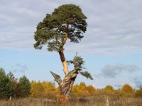 В Тверской области 800-летнюю сосну могут признать уникальным памятником живой природы - Новости ТИА