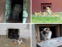 Зоозащитники просят сообщать, если УК не открывает продухи в подвалах для кошек - новости ТИА