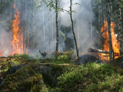 2021 год обновил рекорд по площади пожаров в России - новости ТИА