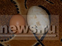 В Тверской области курица снесла 200-граммовое яйцо, побив предыдущий рекорд из книги Гиннеса - новости ТИА