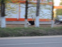 По улицам Рамешек 13 мая бегал страус - Новости ТИА