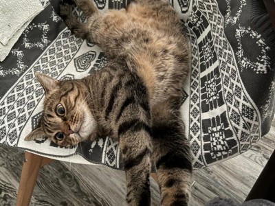 Биологи рассказали, как сложилась жизнь кота-бомжа после лекции в академии - Новости ТИА