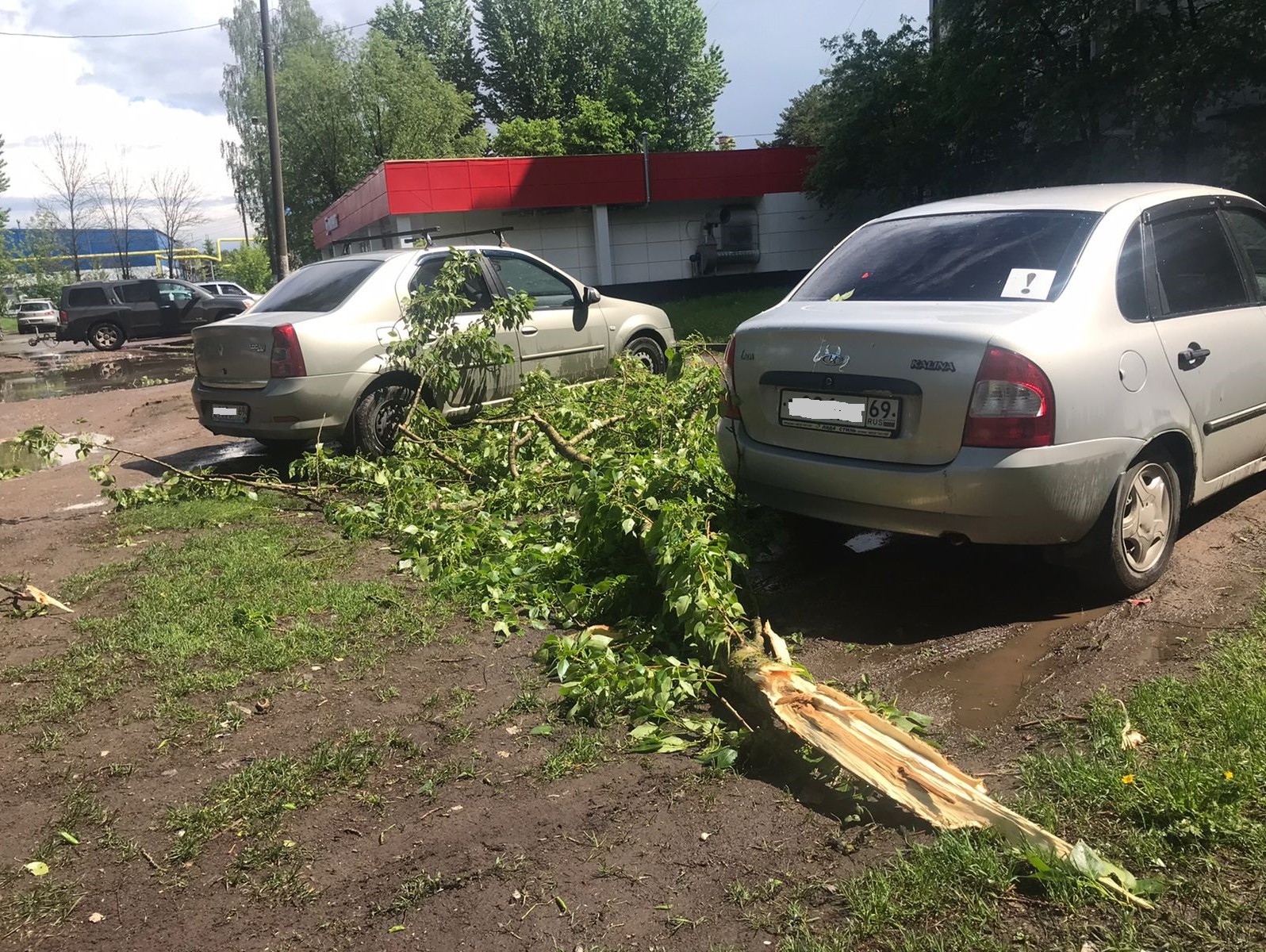 В Твери ветер поломал ветки дерева, и они упали на парковку - ТИА