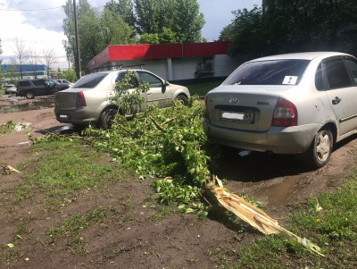 В Твери ветер поломал ветки дерева, и они упали на парковку - новости ТИА
