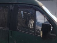 Тверской уличный кот поселился в "Газели" и живет там уже год - новости ТИА