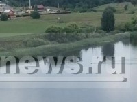 Жители Твери сняли на видео лося переплывающего Волгу в городской черте - Новости ТИА