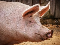 В Тверской области двое мужчин украли живую 200-килограммовую свинью - новости ТИА