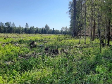 В Тверской области мужчина незаконно вырубил лес на 190 тысяч рублей - Новости ТИА