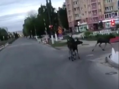 Четырех лосей сняли на видео на улице Паши Савельевой в Твери - новости ТИА