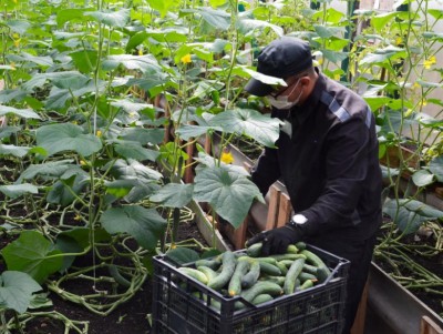 В колонии Тверской области собирают хороший урожай овощей - Новости ТИА