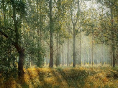 В Конаковском районе участок леса в 15 га незаконно продали частным лицам - Новости ТИА