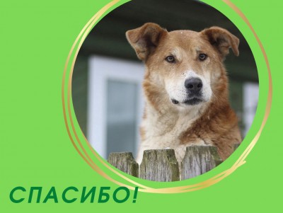 Тверские зооволонтёры поблагодарили за деньги на геркулес для 400 собак  - Новости ТИА
