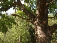 300-летний весьегонский дуб предлагают внести в Национальный реестр старовозрастных деревьев - Новости ТИА