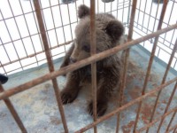 В Тверскую область на воспитание доставят медвежонка-сироту из Нарьян-Мара  - новости ТИА