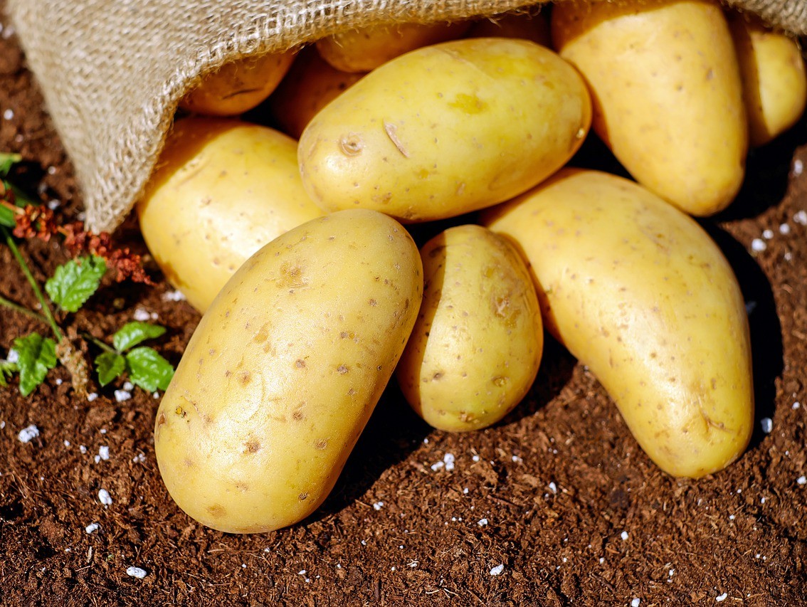 В Россельхознадзоре рассказали о подготовке картофеля к посадке - ТИА