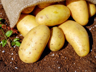 В Россельхознадзоре рассказали о подготовке картофеля к посадке - Новости ТИА