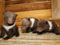 "Ворчун – потому что ворчит, а Молчун крайне спокоен": как живут 10 спасенных медвежат на биостанции "Чистый лес" - новости ТИА