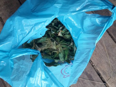В Тверской области мужчина в теплице выращивал коноплю и марихуану - новости ТИА
