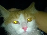 Нужен хозяин коту Фадею, над которым издевались дети в одном из дворов в Твери - Новости ТИА