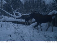 В фотоловушку биостанции «Чистый лес» Тверской области попались лоси - Новости ТИА