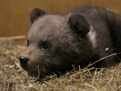 Биологи из Тверской области помогли медвежатам из другого региона - новости ТИА