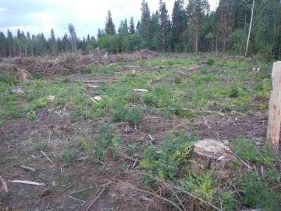 В Тверской области мужчина незаконно нарубил леса на 700 тысяч рублей - новости ТИА